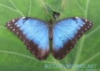 Sinimorphoperhonen, Morpho peleides